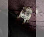 Small Photo #90 Pug Puppy For Sale in BLOOMINGTON, IL, USA