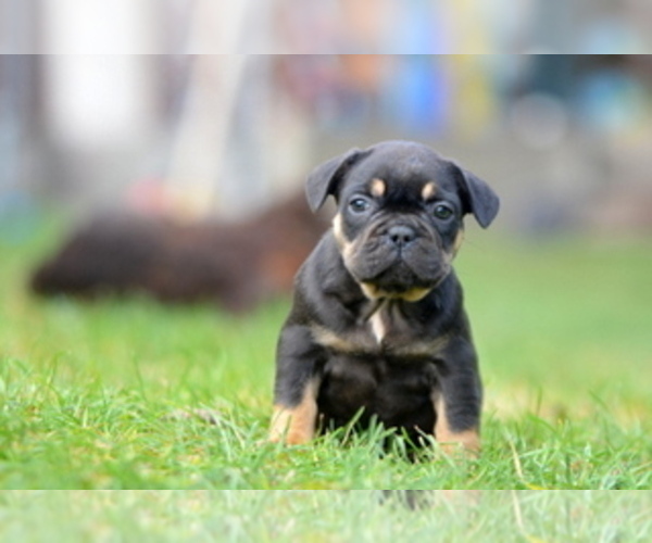 Medium Photo #19 French Bulldog Puppy For Sale in Kiskoros, Bacs-Kiskun, Hungary