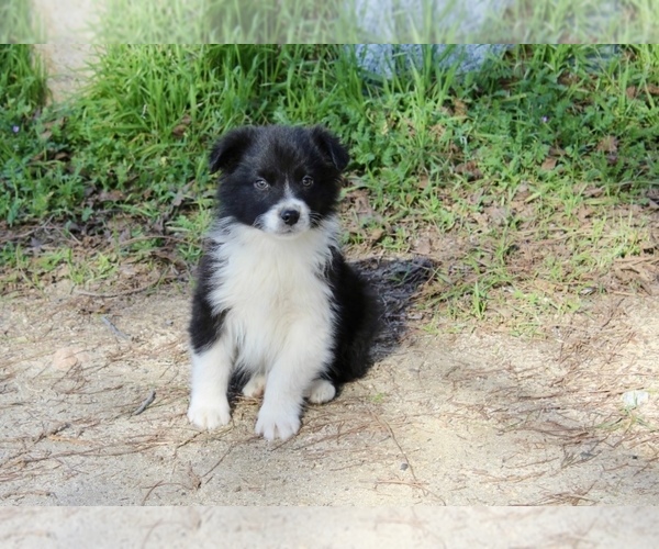 Medium Photo #11 Australian Shepherd Puppy For Sale in ACTON, CA, USA