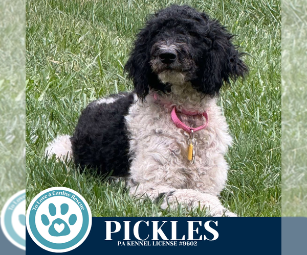 Medium Photo #3 Mutt Puppy For Sale in Kimberton, PA, USA