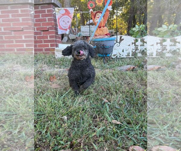 Medium Photo #1 Poodle (Miniature) Puppy For Sale in HOPKINSVILLE/PRINCETON, KY, NH, USA