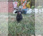Betty - Female Poodle (Miniature) Dog for Adoption - Small photo