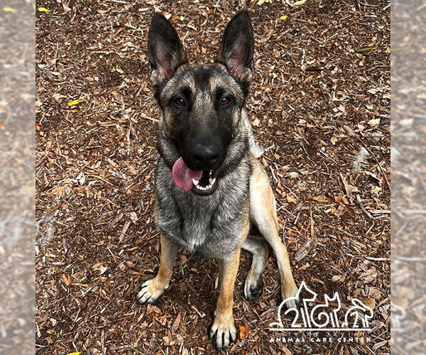 Medium Photo #1 German Shepherd Dog-Unknown Mix Puppy For Sale in Irvine, CA, USA