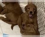 Small Photo #12 Goldendoodle Puppy For Sale in SOUTH SALEM, NY, USA