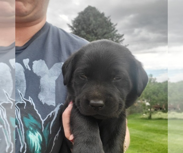 Medium Photo #9 Labrador Retriever Puppy For Sale in FLAGLER, CO, USA