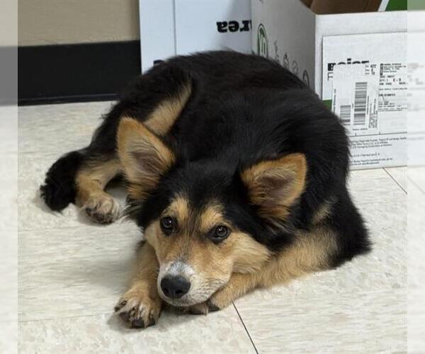 Medium Photo #1 German Shepherd Dog-Unknown Mix Puppy For Sale in Conroe, TX, USA