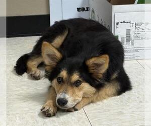 German Shepherd Dog-Unknown Mix Dogs for adoption in Conroe, TX, USA