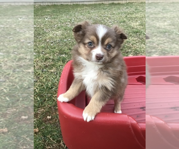 Medium Photo #9 Miniature Australian Shepherd Puppy For Sale in BOWLING GREEN, KY, USA