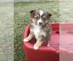 Small Photo #9 Miniature Australian Shepherd Puppy For Sale in BOWLING GREEN, KY, USA