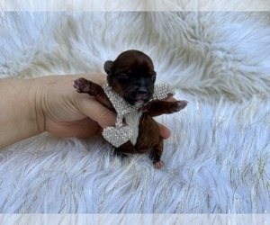 Yorkshire Terrier Puppy for sale in HAYWARD, CA, USA