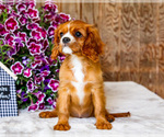 Small #4 Cavalier King Charles Spaniel