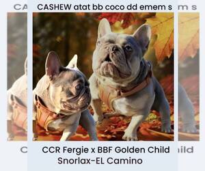Father of the French Bulldog puppies born on 11/03/2025
