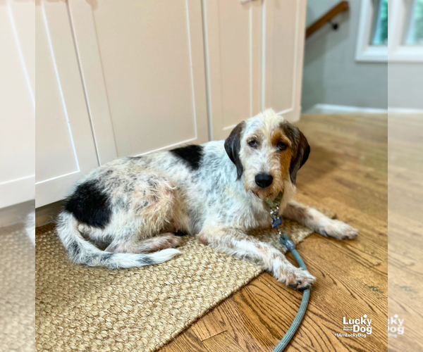 Medium Photo #6 Pointer Puppy For Sale in Washington, DC, USA