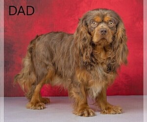 Father of the Cavapoo-Poodle (Standard) Mix puppies born on 01/16/2023