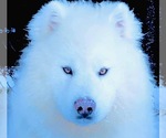 Small Photo #1 Siberian Husky Puppy For Sale in ANACONDA, MT, USA