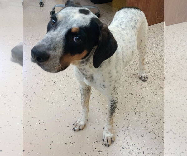 Medium Photo #5 Mutt Puppy For Sale in York, SC, USA