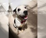 Small #1 American Pit Bull Terrier Mix
