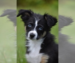 Small #3 Miniature Australian Shepherd