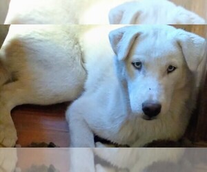 Siberian Husky Puppy for sale in OWENSBORO, KY, USA