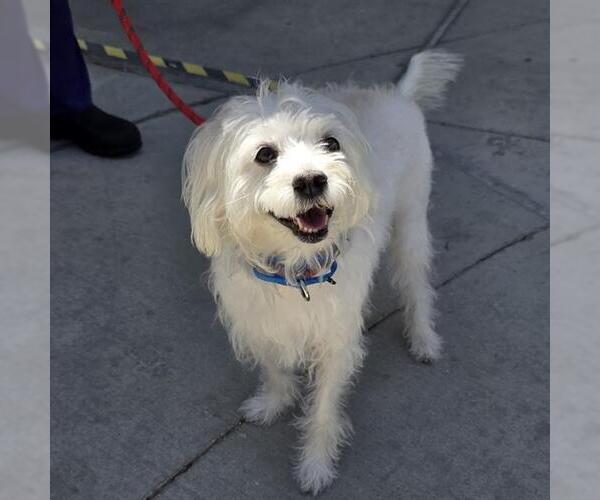 Medium Photo #1 Poodle (Miniature)-Unknown Mix Puppy For Sale in Las Vegas, NV, USA