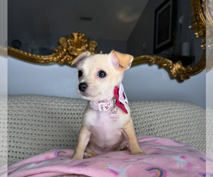 Chihuahua Puppy for sale in CHARLOTTE, NC, USA