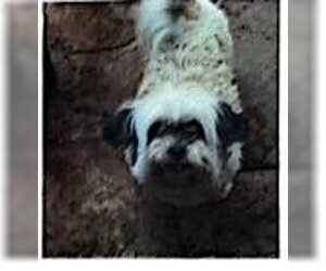 Shih Tzu Dogs for adoption in Appleton, WI, USA