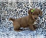 Small Goldendoodle (Miniature)