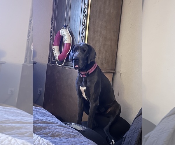 Medium Photo #6 Great Dane Puppy For Sale in WILLIS, TX, USA