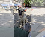 Small #1 German Shepherd Dog-Great Pyrenees Mix