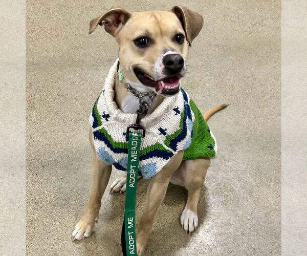 Medium Photo #5 Black Mouth Cur-Whippet Mix Puppy For Sale in Batavia, OH, USA
