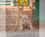 Small #2 English Bulldog