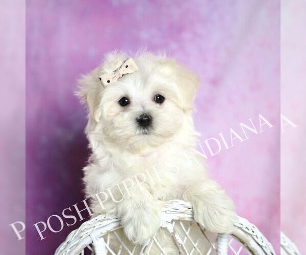Medium Photo #1 Maltese Puppy For Sale in WARSAW, IN, USA
