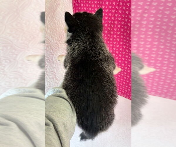 Medium Photo #4 Siberian Husky Puppy For Sale in MOUNT AYR, IA, USA