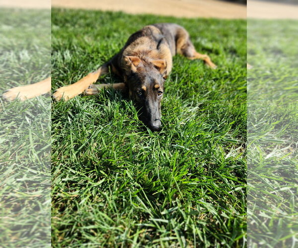 Medium Photo #6 German Shepherd Dog Puppy For Sale in Centreville, VA, USA