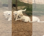 Small Photo #6 Great Pyrenees Puppy For Sale in HAWKINSVILLE, GA, USA