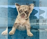 Small #2 French Bulldog