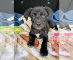 Small #4 Labrador Retriever Mix