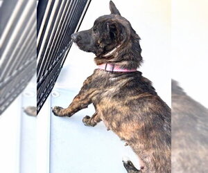 German Shepherd Dog-Unknown Mix Dogs for adoption in Houston, TX, USA