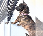 Small German Shepherd Dog Mix