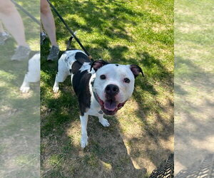 Mutt Dogs for adoption in Evansville, IN, USA