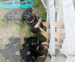 Small Photo #23 German Shepherd Dog Puppy For Sale in BRUSLY, LA, USA