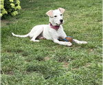 Small #4 Labrador Retriever Mix