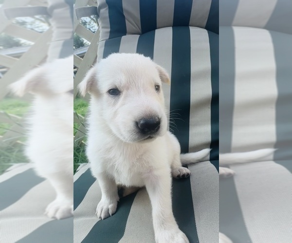 Medium Photo #2 German Shepherd Dog Puppy For Sale in SPRINGFIELD, MO, USA