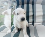 Small #1 German Shepherd Dog