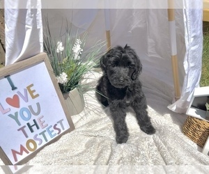 Labradoodle Puppy for sale in CARTHAGE, MO, USA