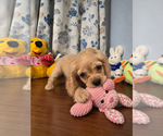 Small #19 Cocker Spaniel