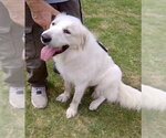 Small #11 Great Pyrenees