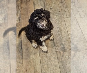 Poodle (Standard) Puppy for Sale in CHATTANOOGA, Tennessee USA
