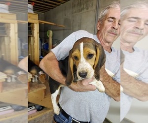 Beagle Puppy for sale in CAMDENTON, MO, USA