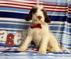 English Springer Spaniel-Poodle (Miniature) Mix Puppy for sale in LANCASTER, PA, USA
